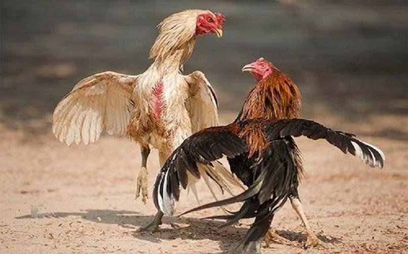 Hướng dẫn cách nhận được ưu đãi giảm giá 128000 đô la từ chương trình khuyến mãi 6Ff - 6Ff